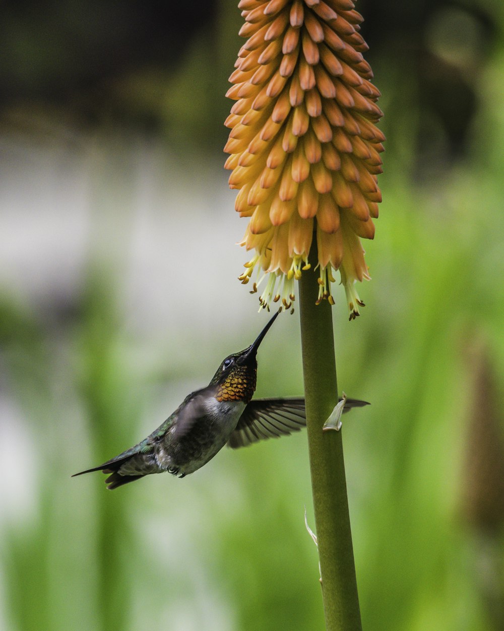 オレンジ色の花の近くを飛ぶ茶色と黒のハチドリ