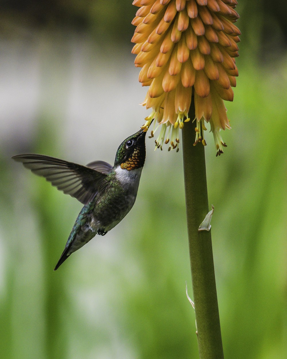 beija-flor marrom voando perto da flor alaranjada durante o dia