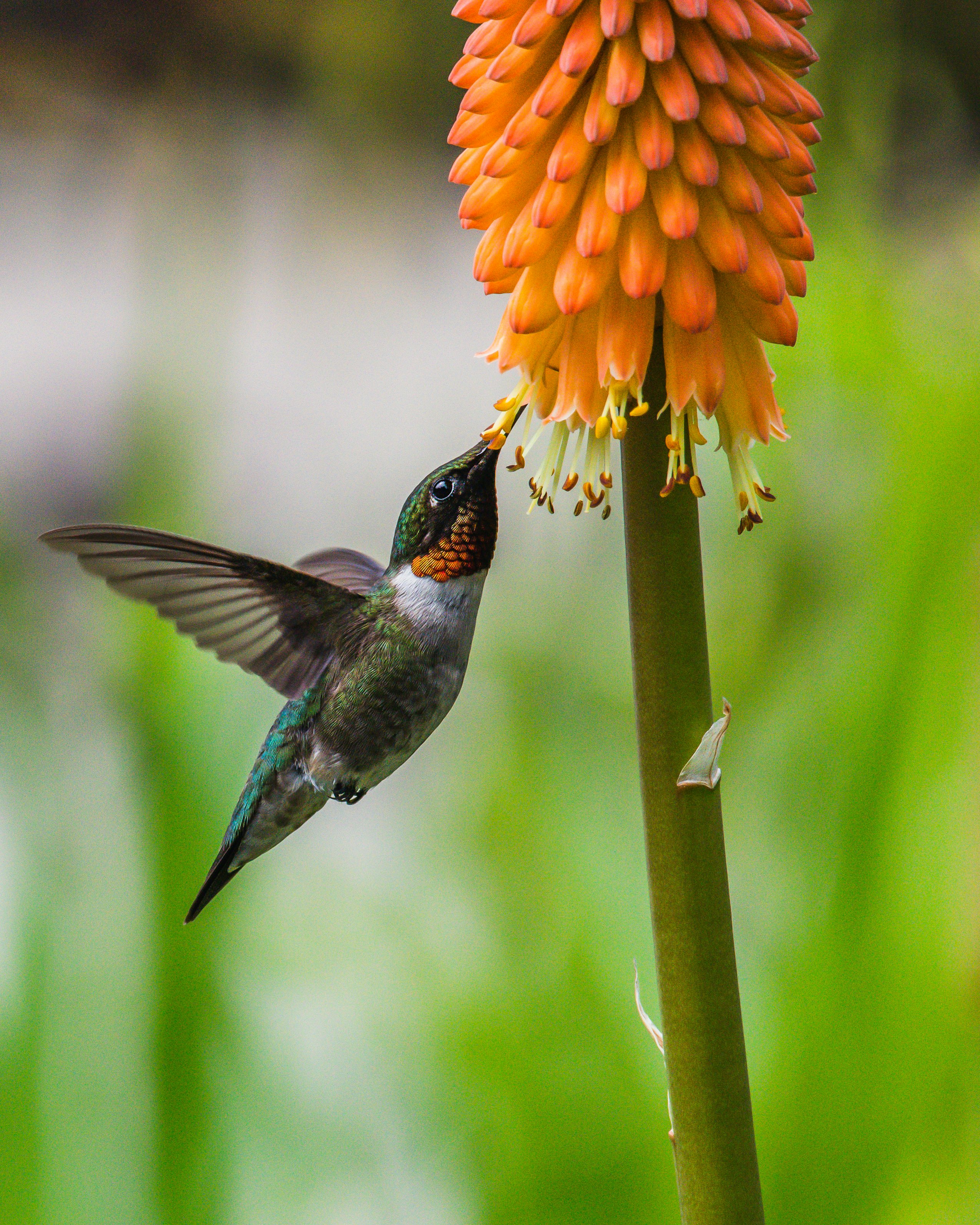 brown humming bird flying near orange flower during daytime