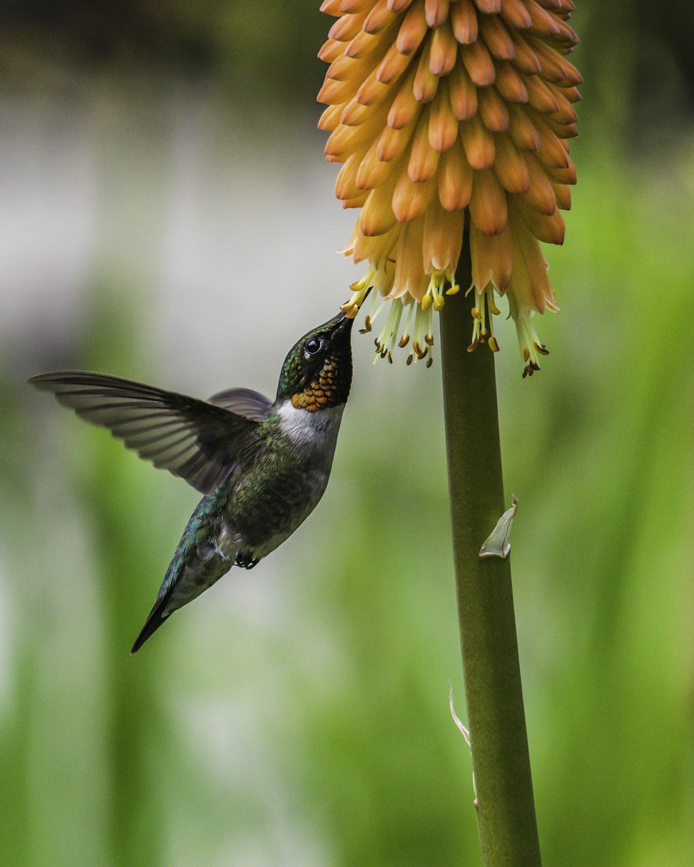 日中にオレンジ色の花の近くを飛ぶ茶色のハチドリ