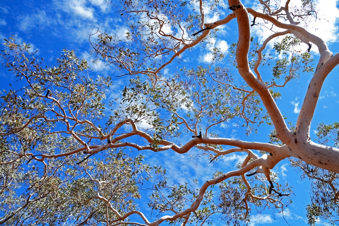 brown tree with orange leaves during daytime