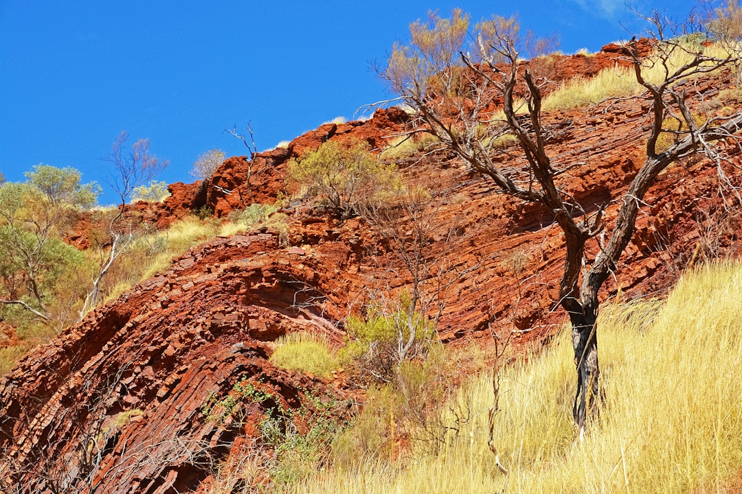 brown bare tree on brown grass field during daytime