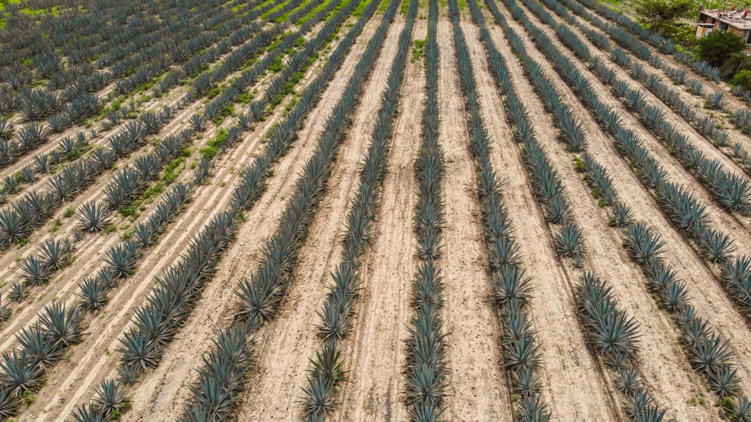 Mexico Rising: Exploring the Resilient Beauty of Mexico's Coastal C… — Mexico Rising