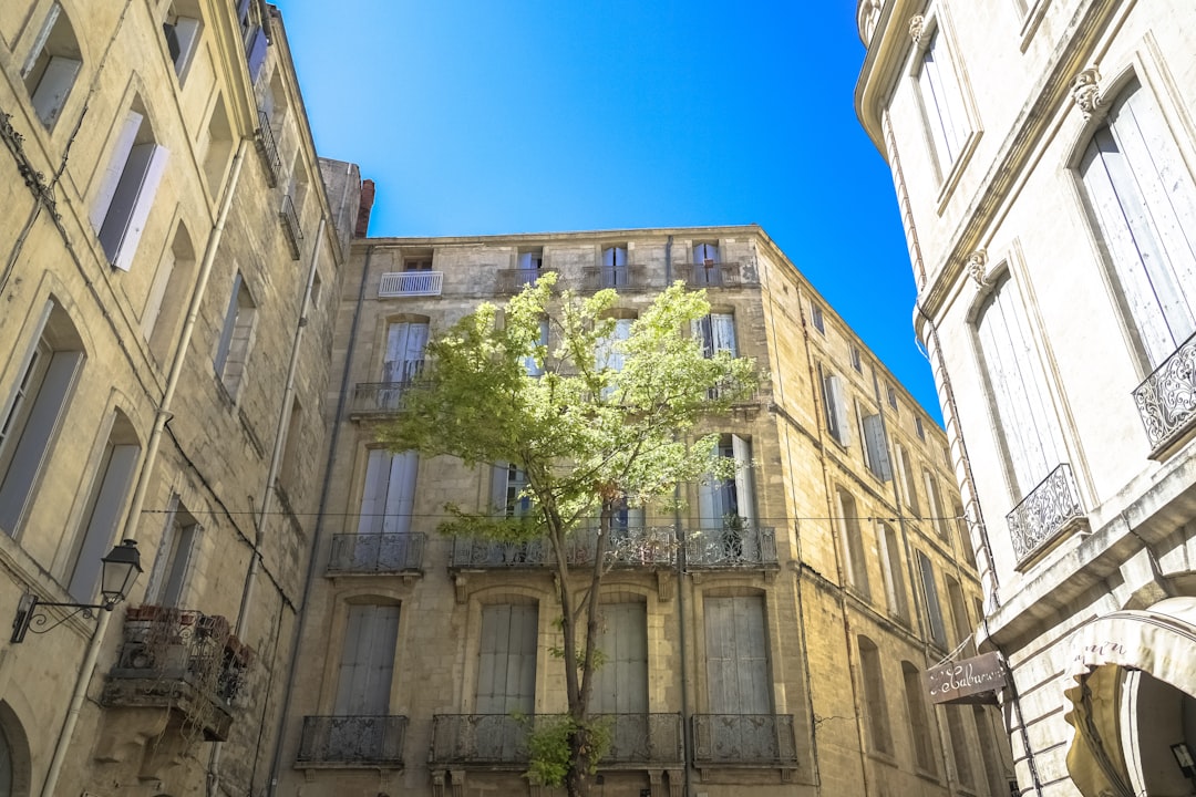 green tree in front of beige concrete building