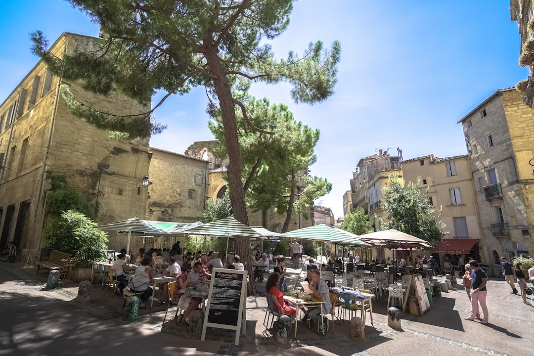 people sitting on chair under green tree during daytime