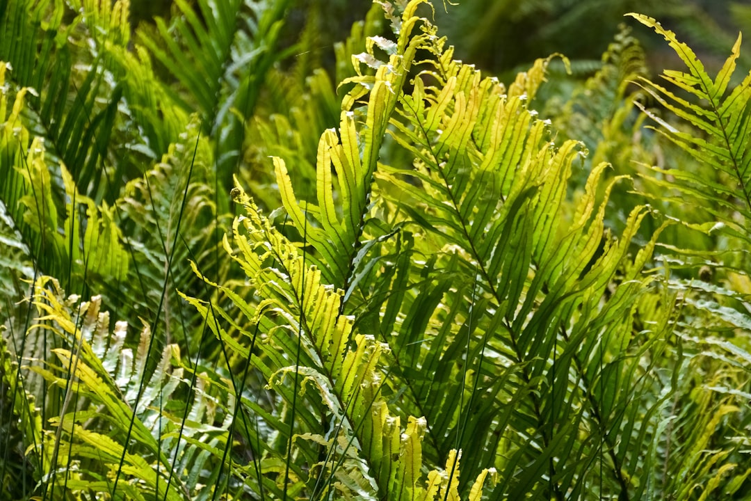 green plant in close up photography