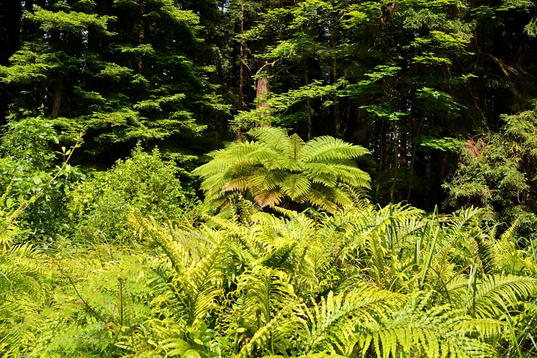 green fern plant near body of water during daytime