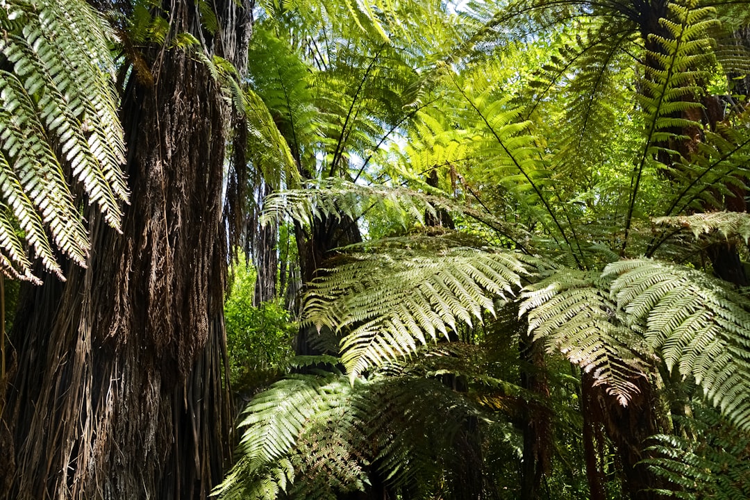 green fern plant on brown tree trunk