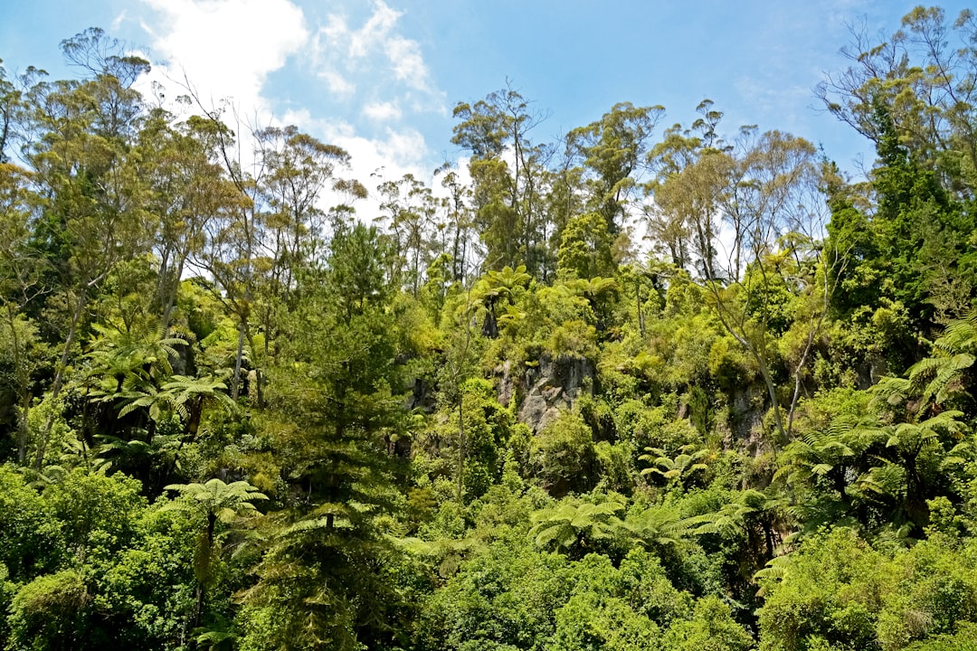 green trees under blue sky during daytime