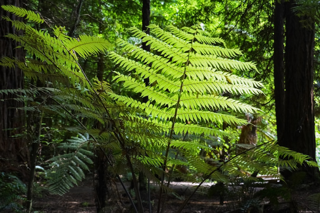 green fern plant on brown soil