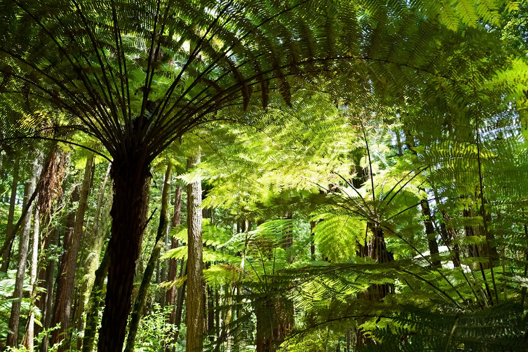 green trees and plants during daytime