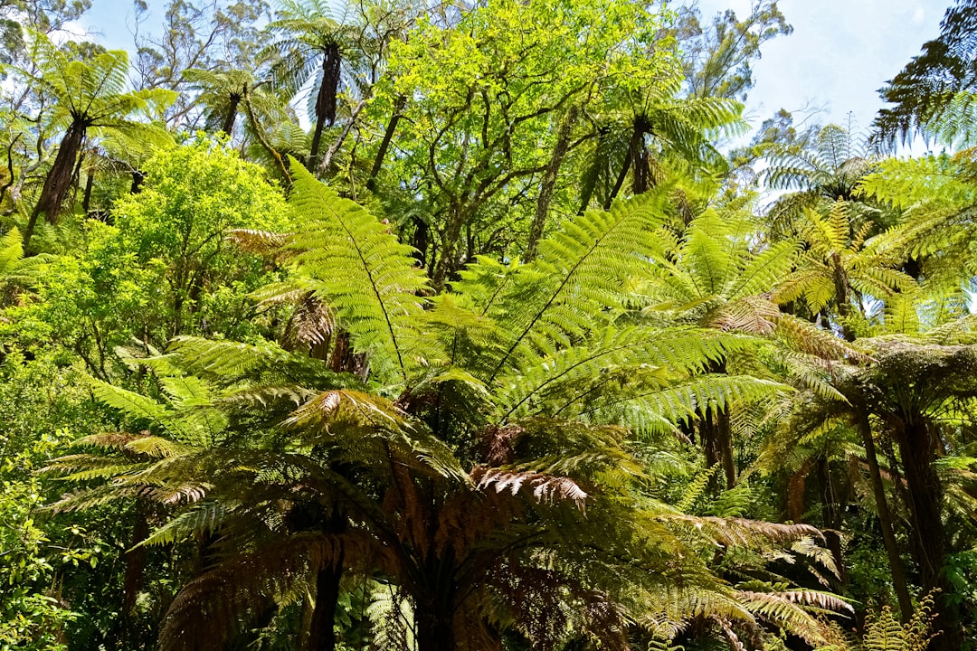 green and brown trees under blue sky during daytime