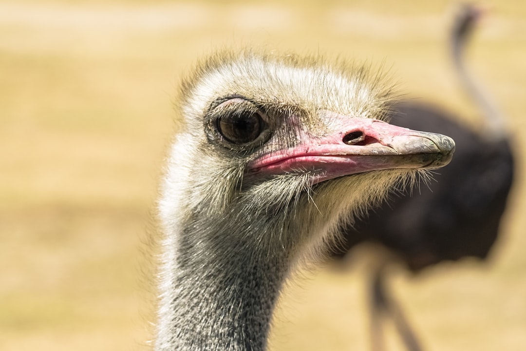 brown ostrich head in close up photography