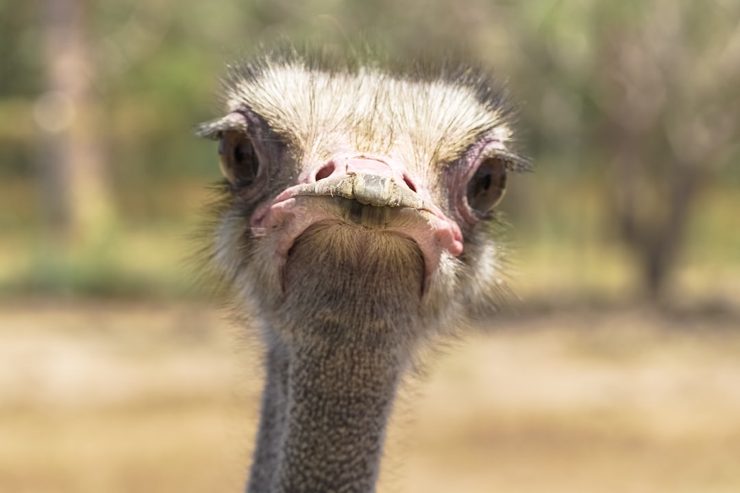 close up photo of ostrich head