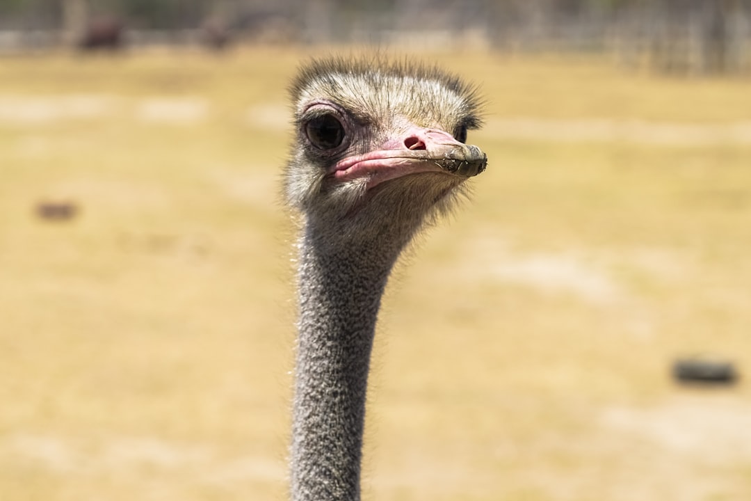 black ostrich in close up photography during daytime