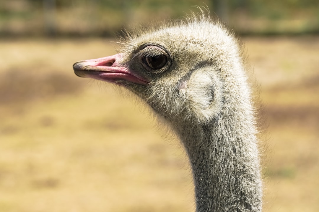 ostrich head in close up photography