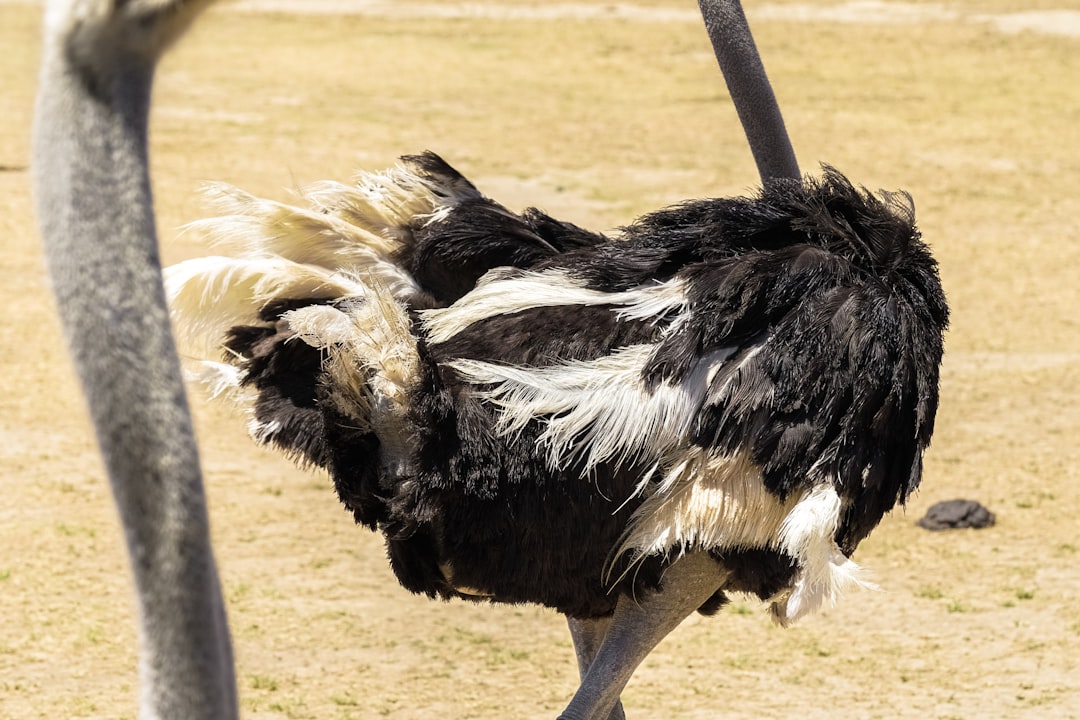 black and white ostrich on brown field during daytime