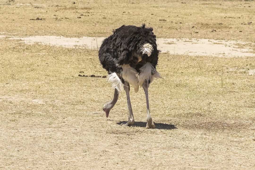black and white ostrich on green grass field during daytime