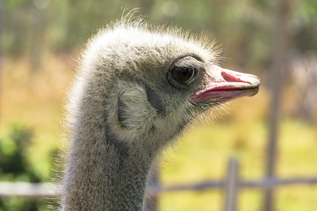 gray ostrich in tilt shift lens