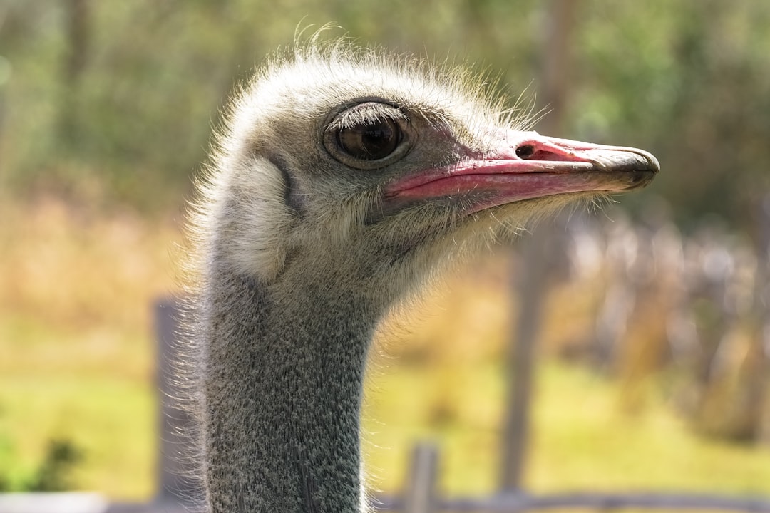 black and white ostrich head