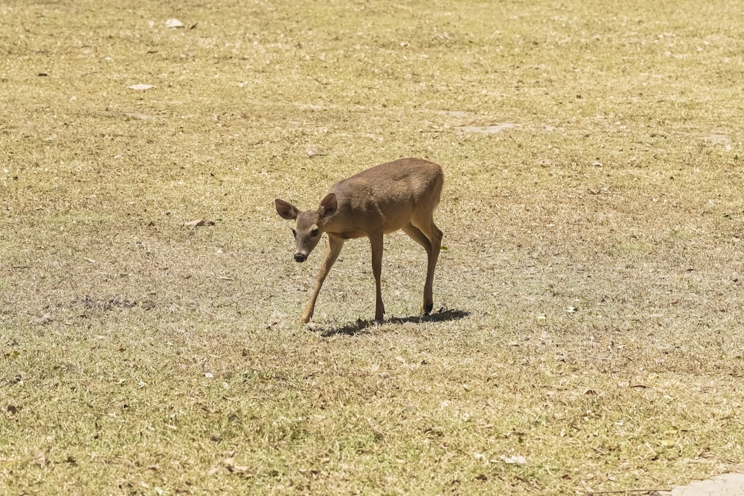 brown deer on brown field during daytime