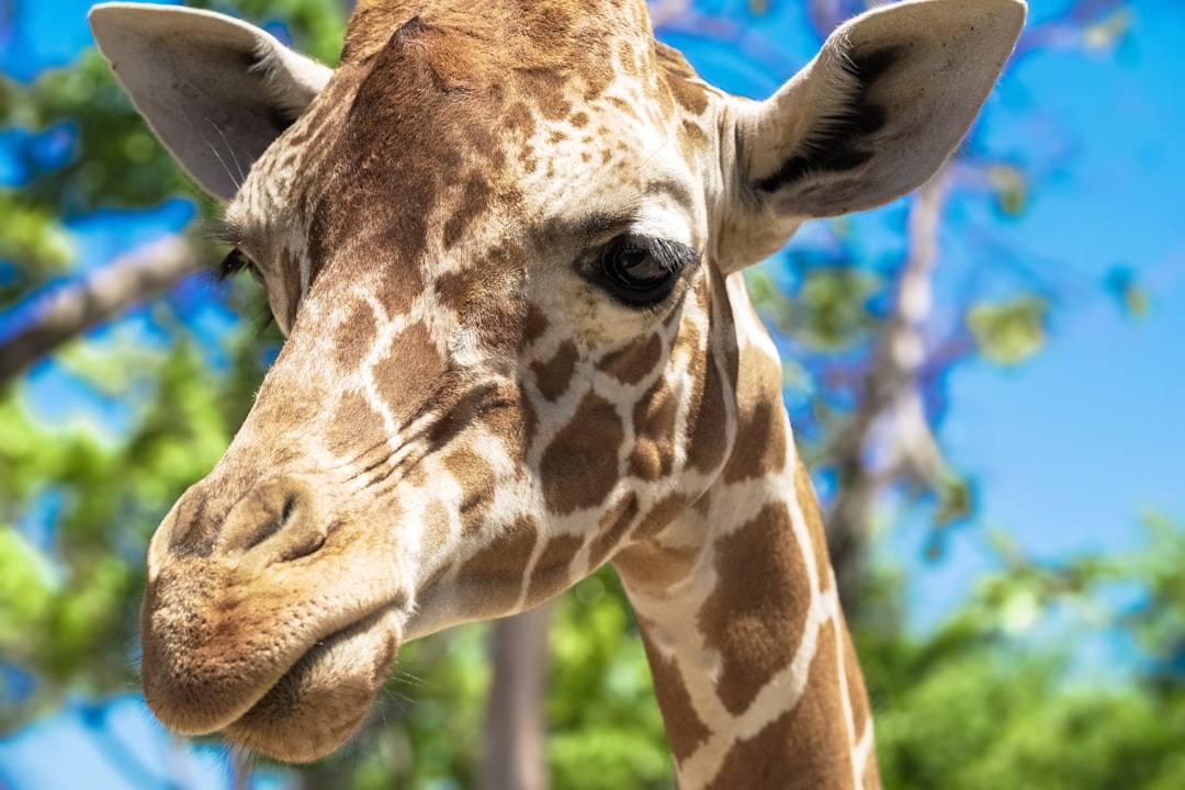 brown giraffe in close up photography during daytime
