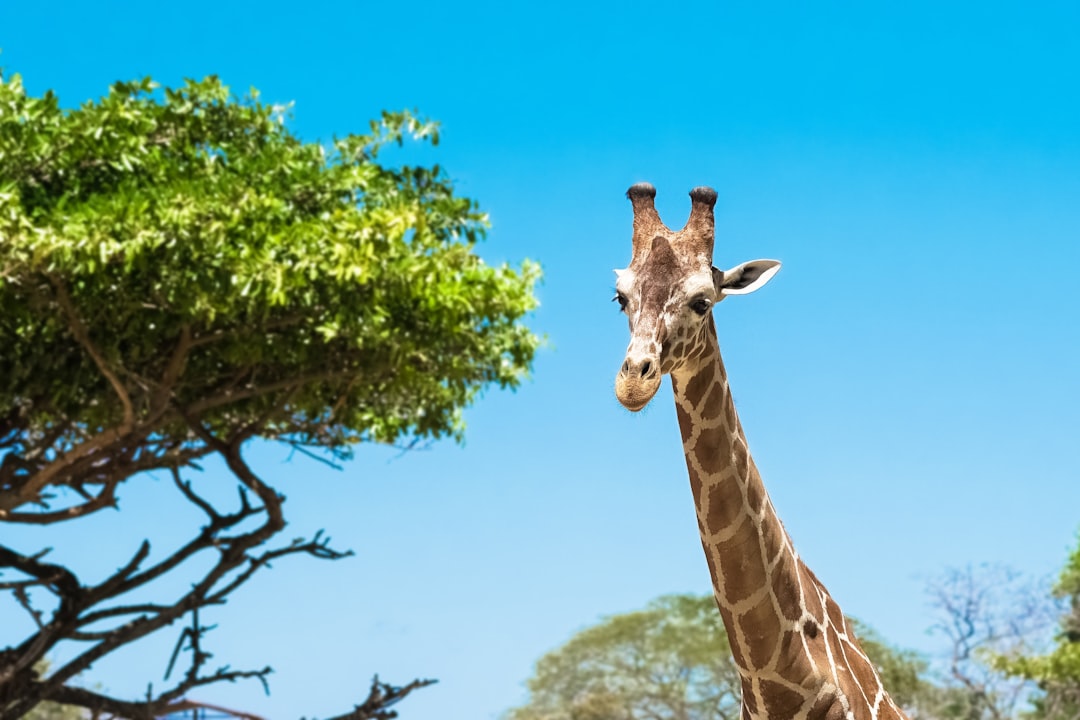 giraffe standing near green tree during daytime