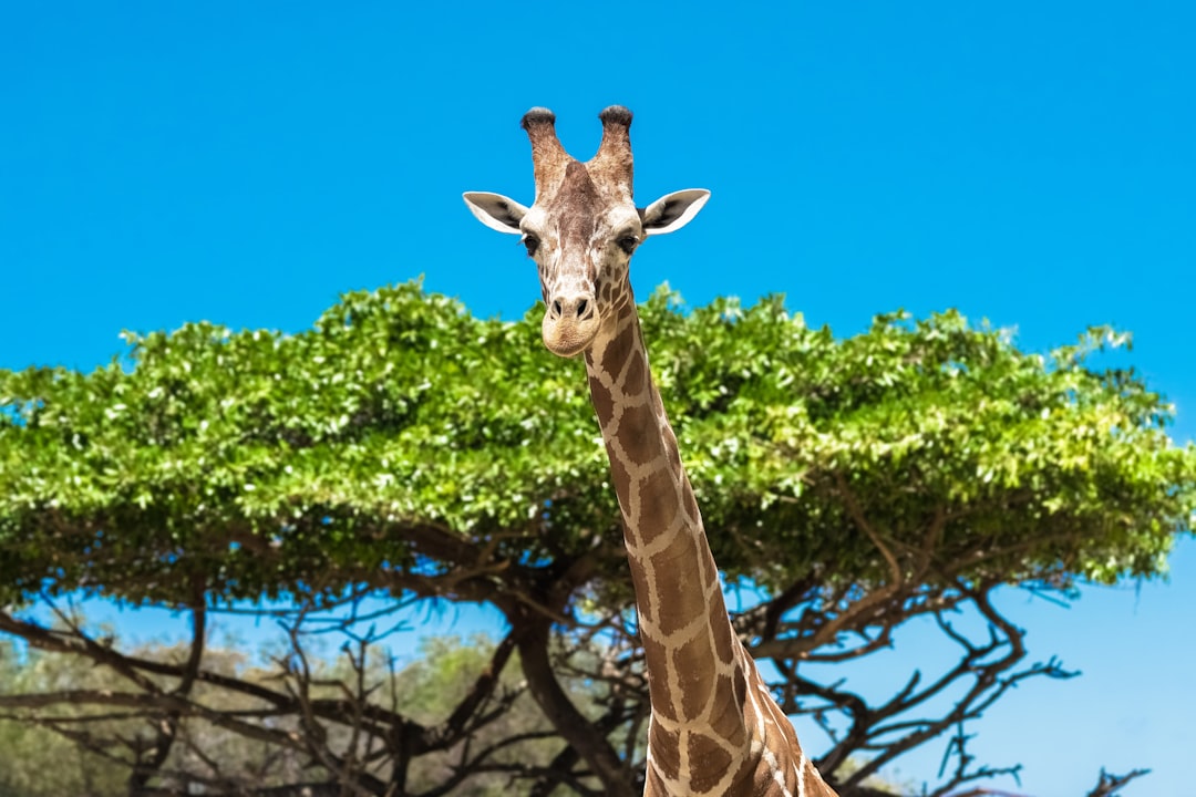 brown giraffe eating green leaves during daytime