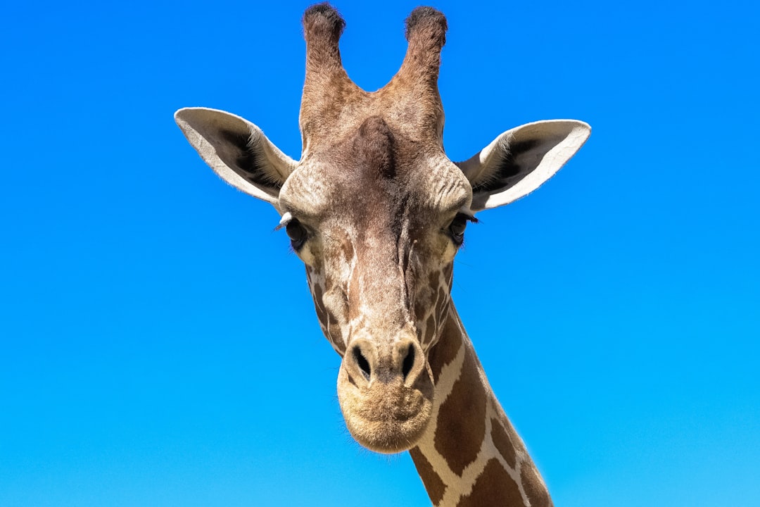 giraffe head under blue sky during daytime