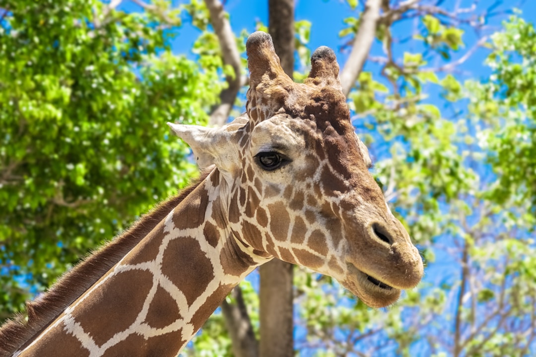 giraffe standing near green tree during daytime