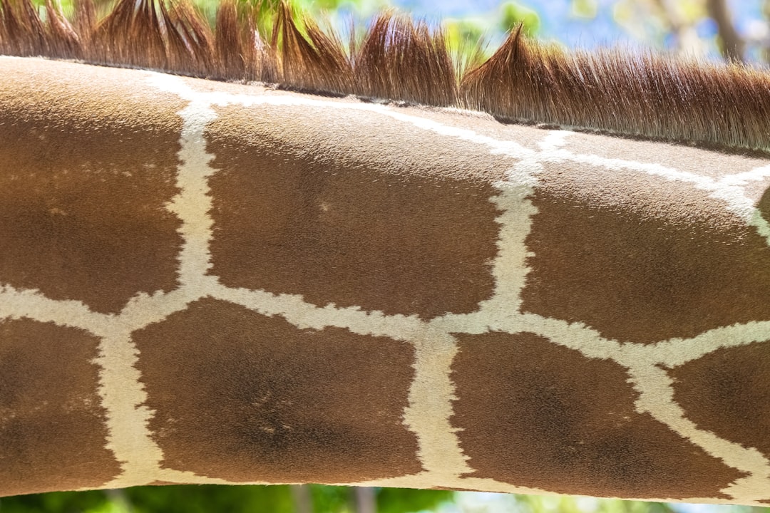 brown and white giraffe head