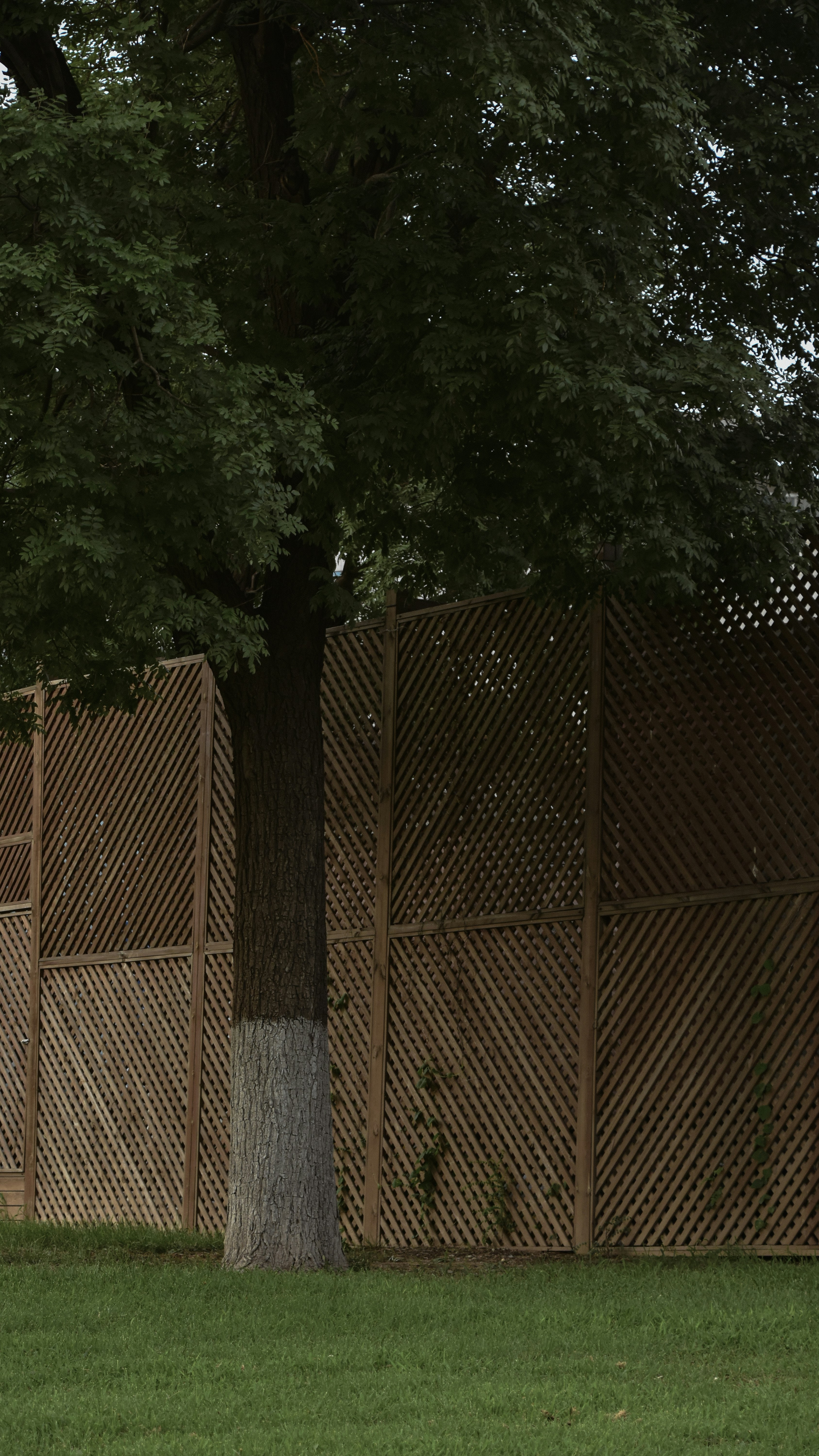 brown wooden fence near green trees during daytime