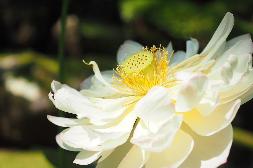 white and yellow flower in tilt shift lens