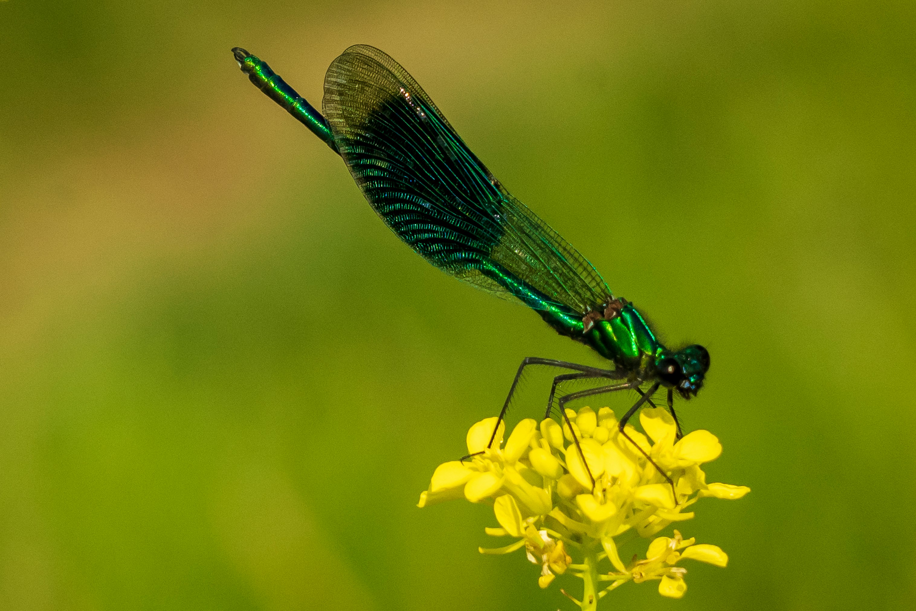 blue damselfly perched on yellow flower in close up photography during daytime