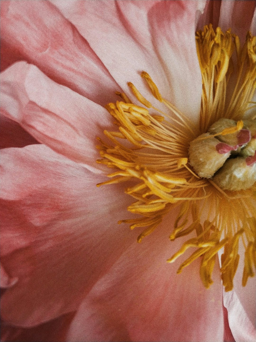 pink and yellow flower in macro photography