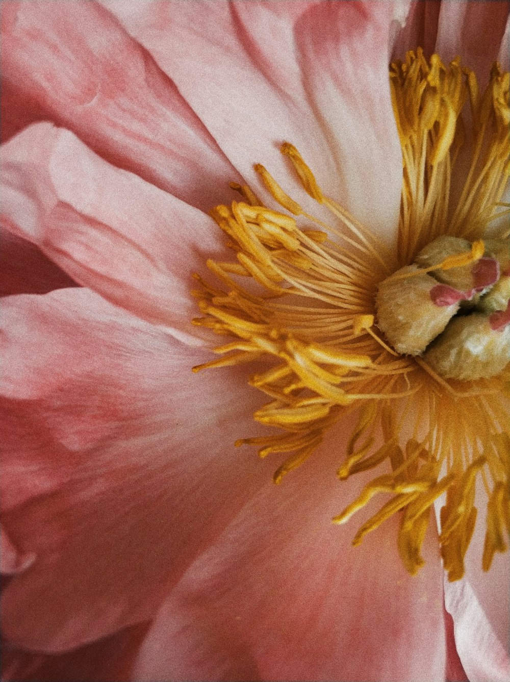 マクロ撮影のピンクと黄色の花