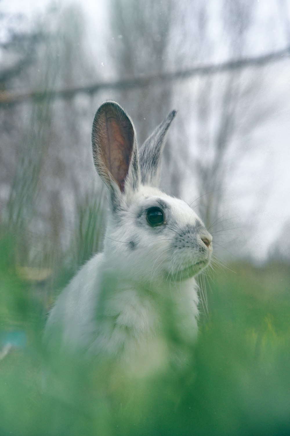 a white rabbit is sitting in the grass