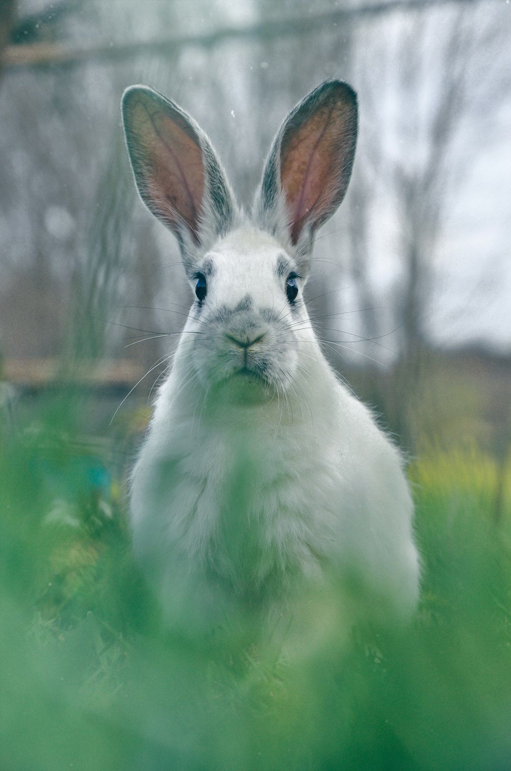 a white rabbit is sitting in the grass