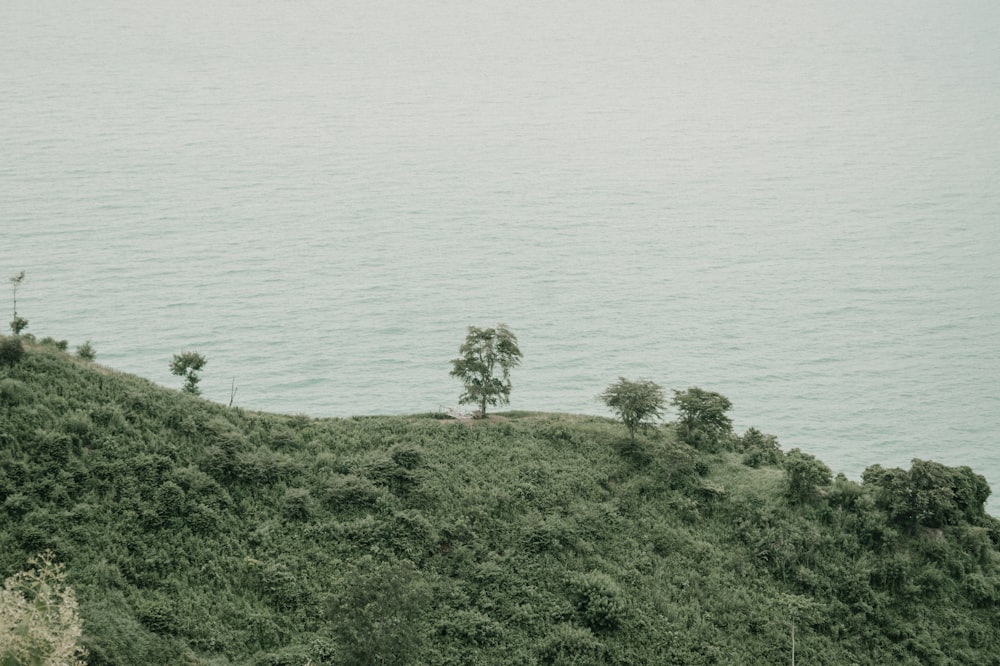 a hill with a tree on top of it