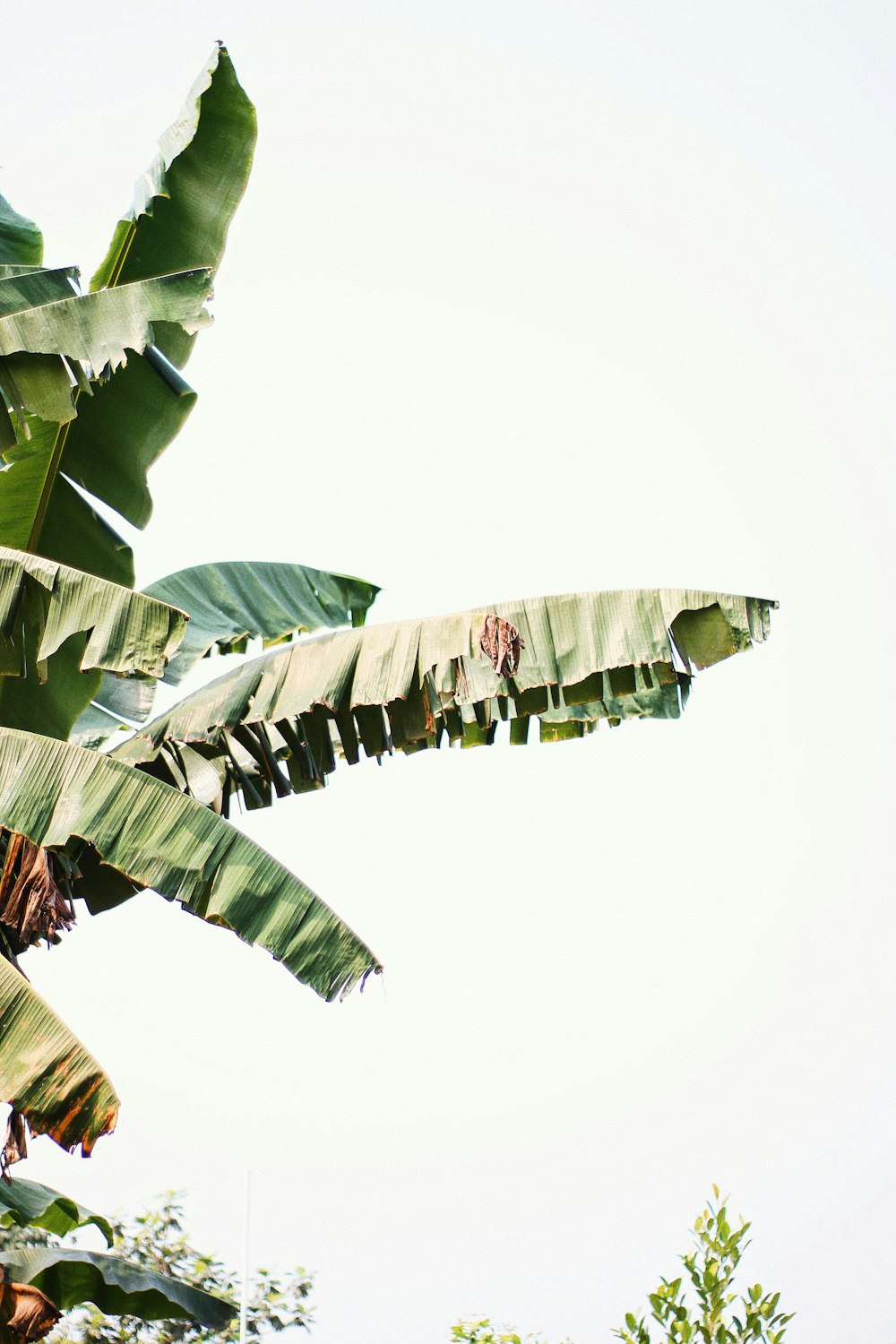 banana tree under white sky