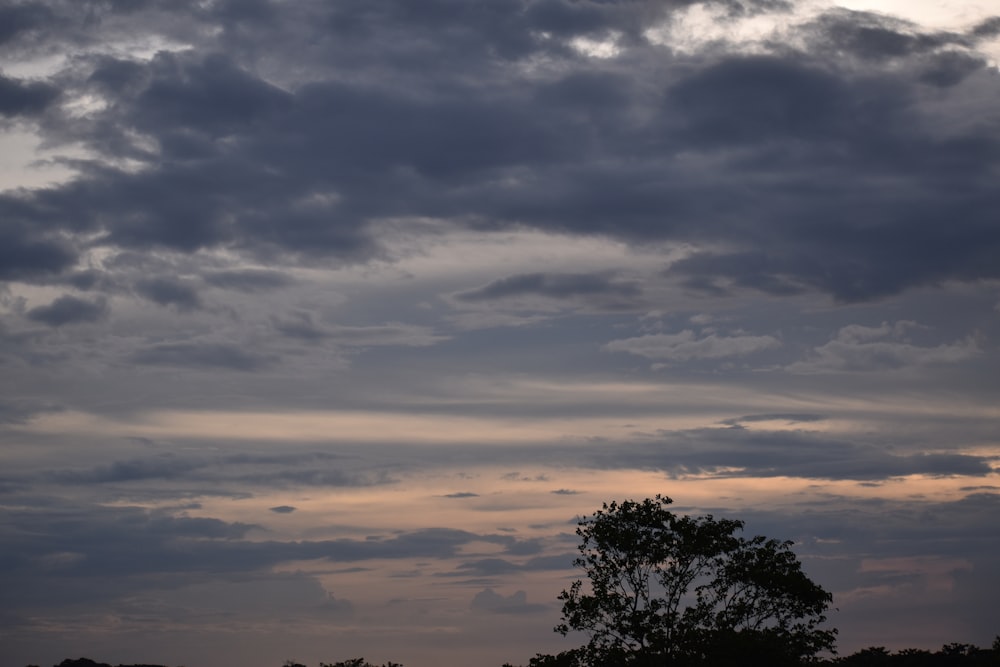 green trees under cloudy sky during daytime