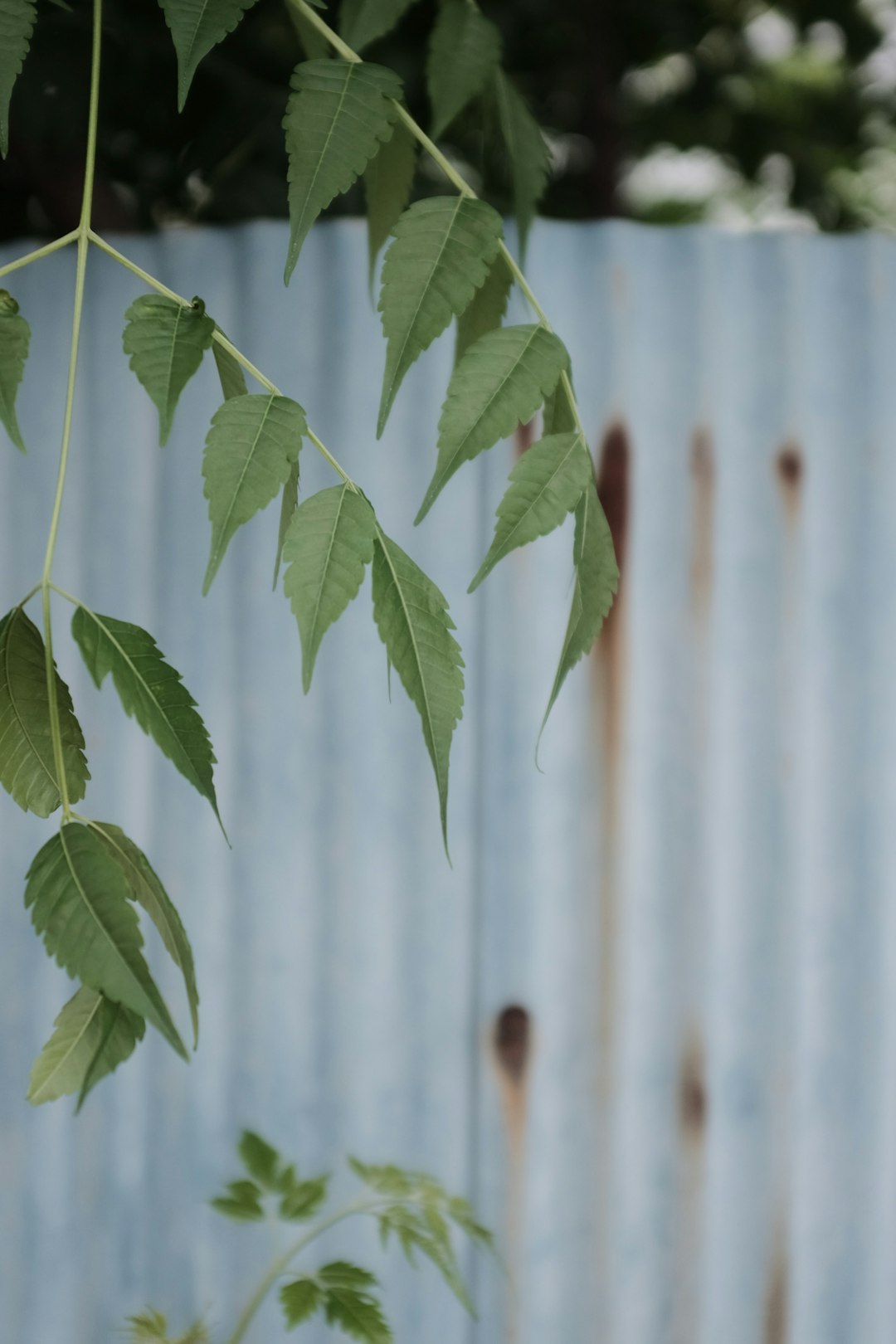 green leaves near white fence