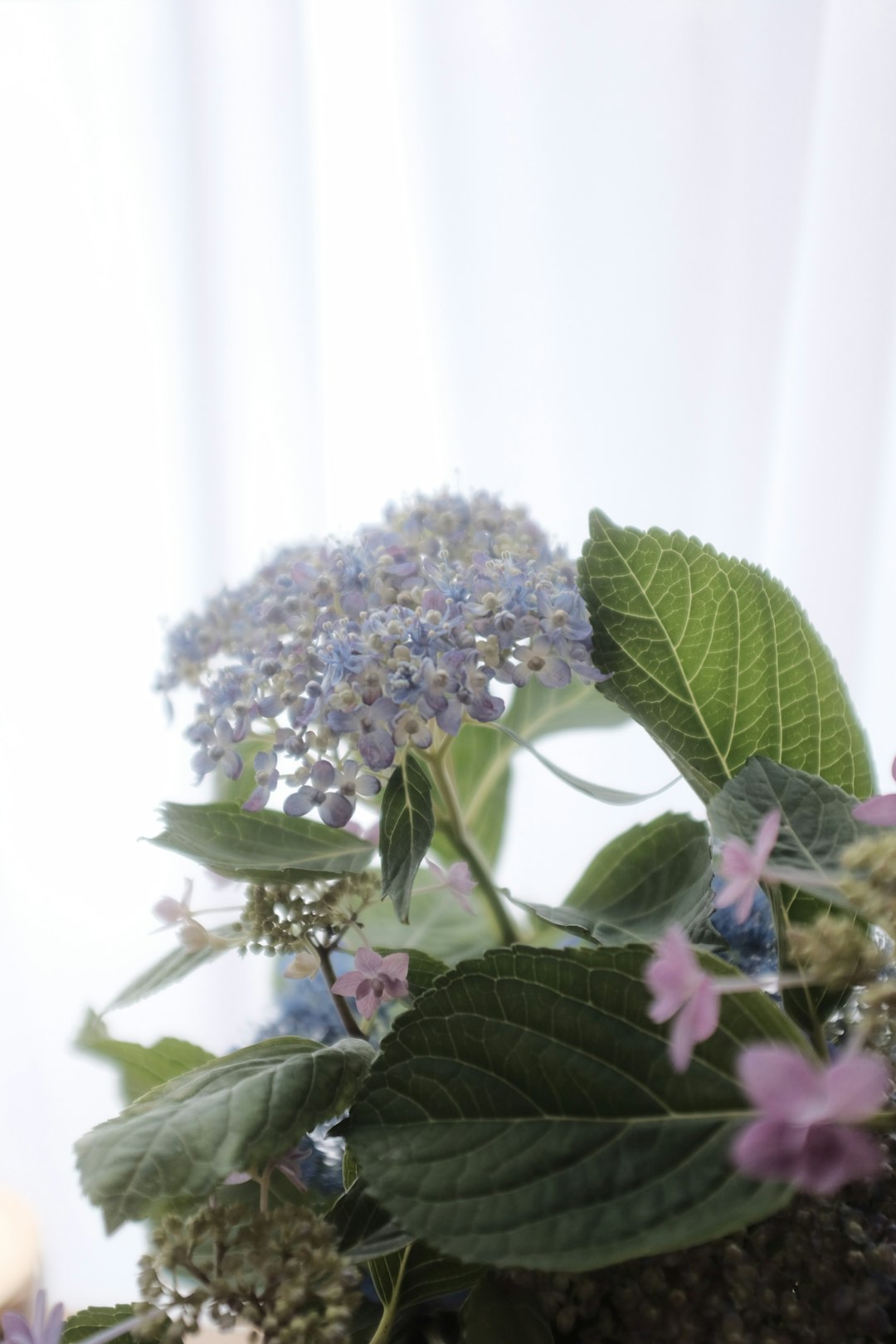 white and purple flower in close up photography