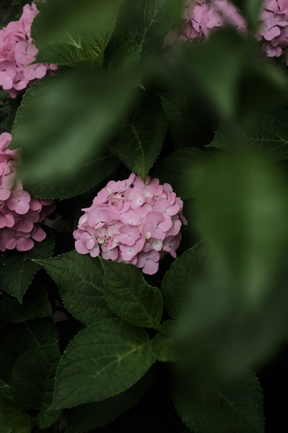 pink flowers in tilt shift lens