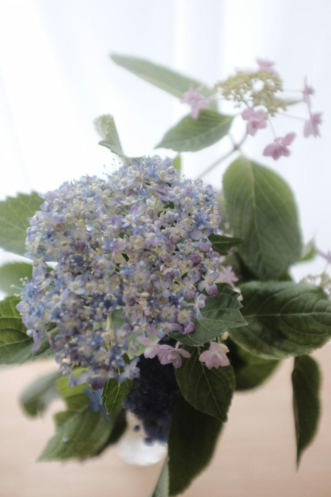 purple flowers with green leaves