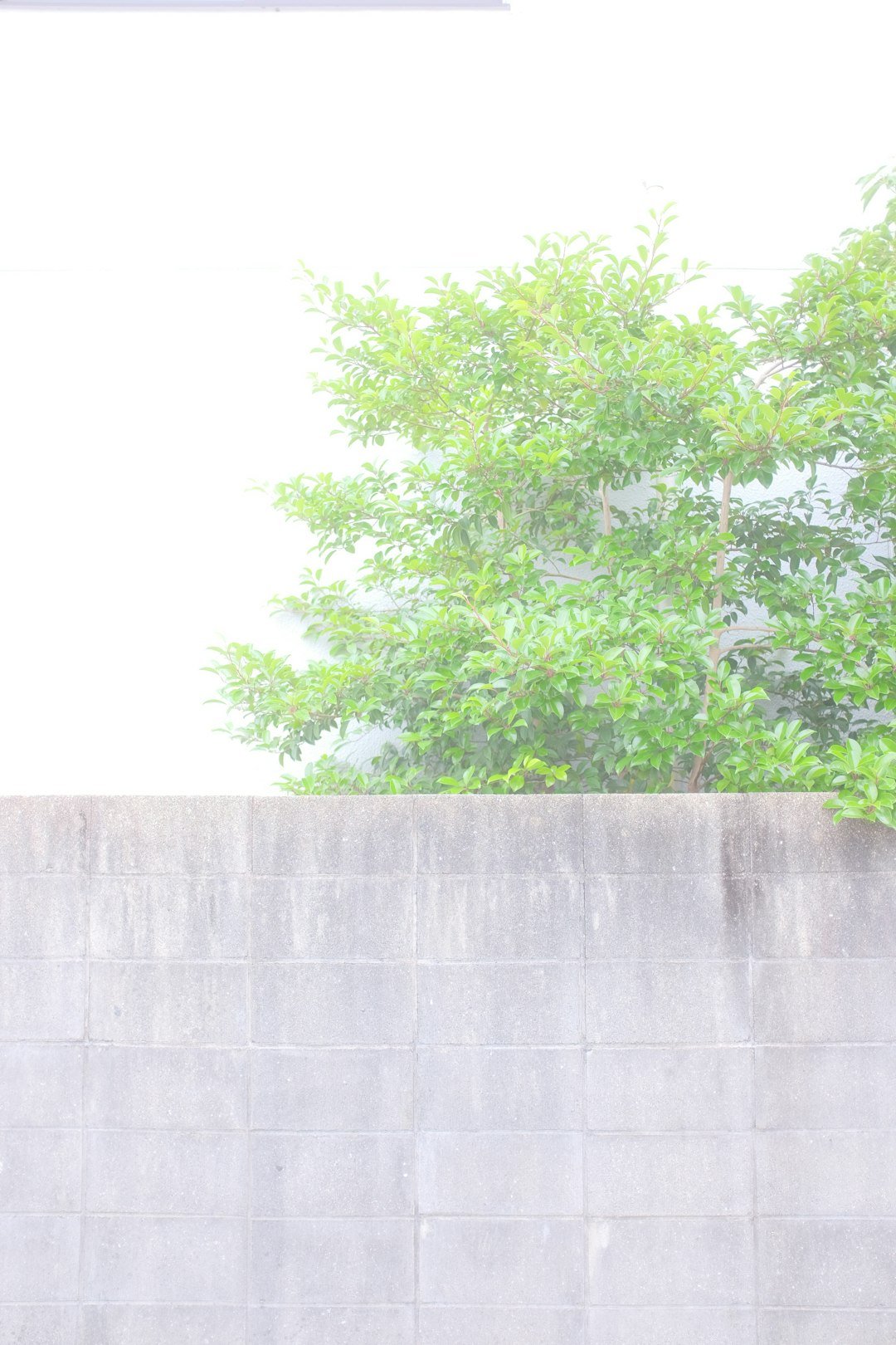 green tree beside gray concrete wall