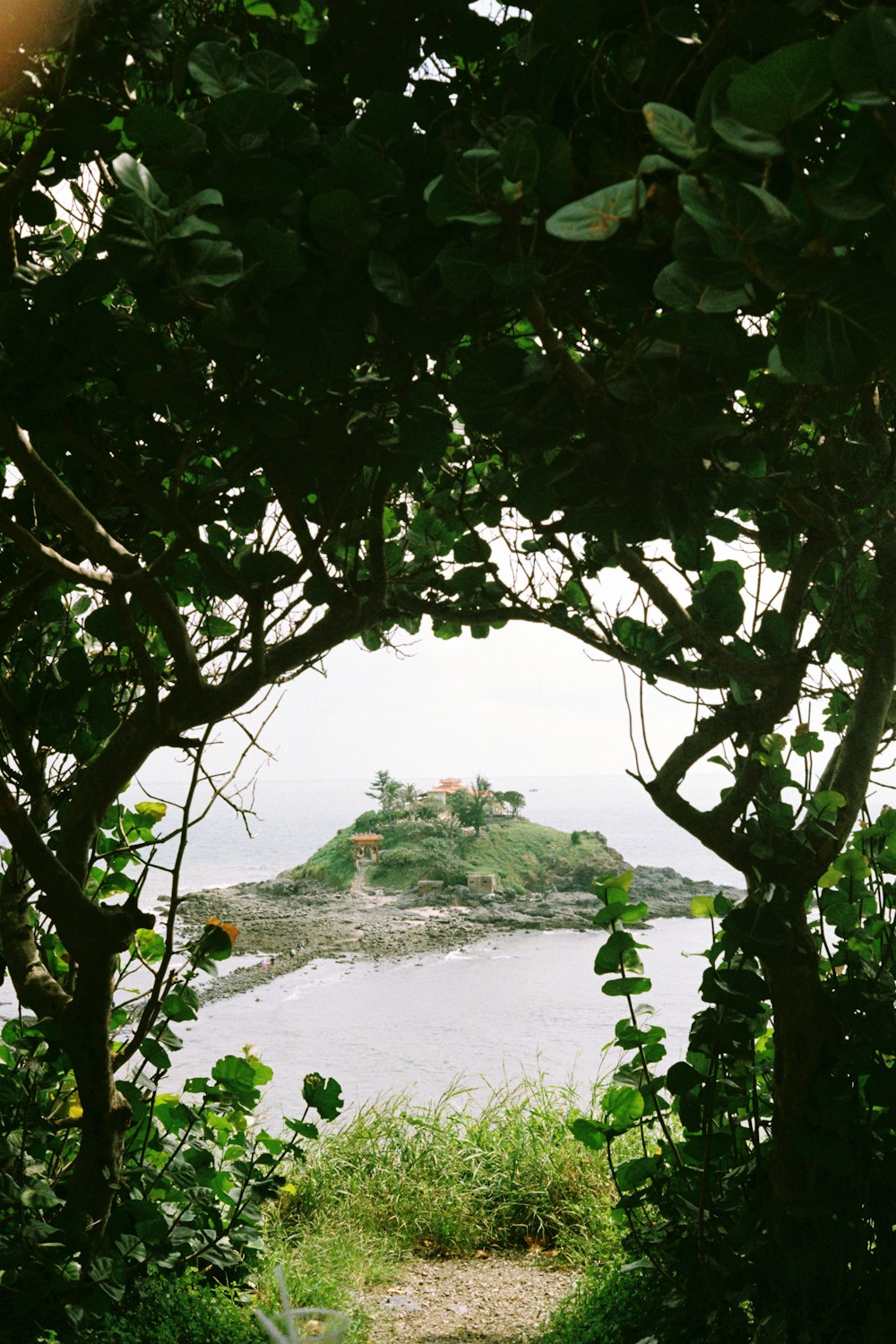 green tree near body of water during daytime