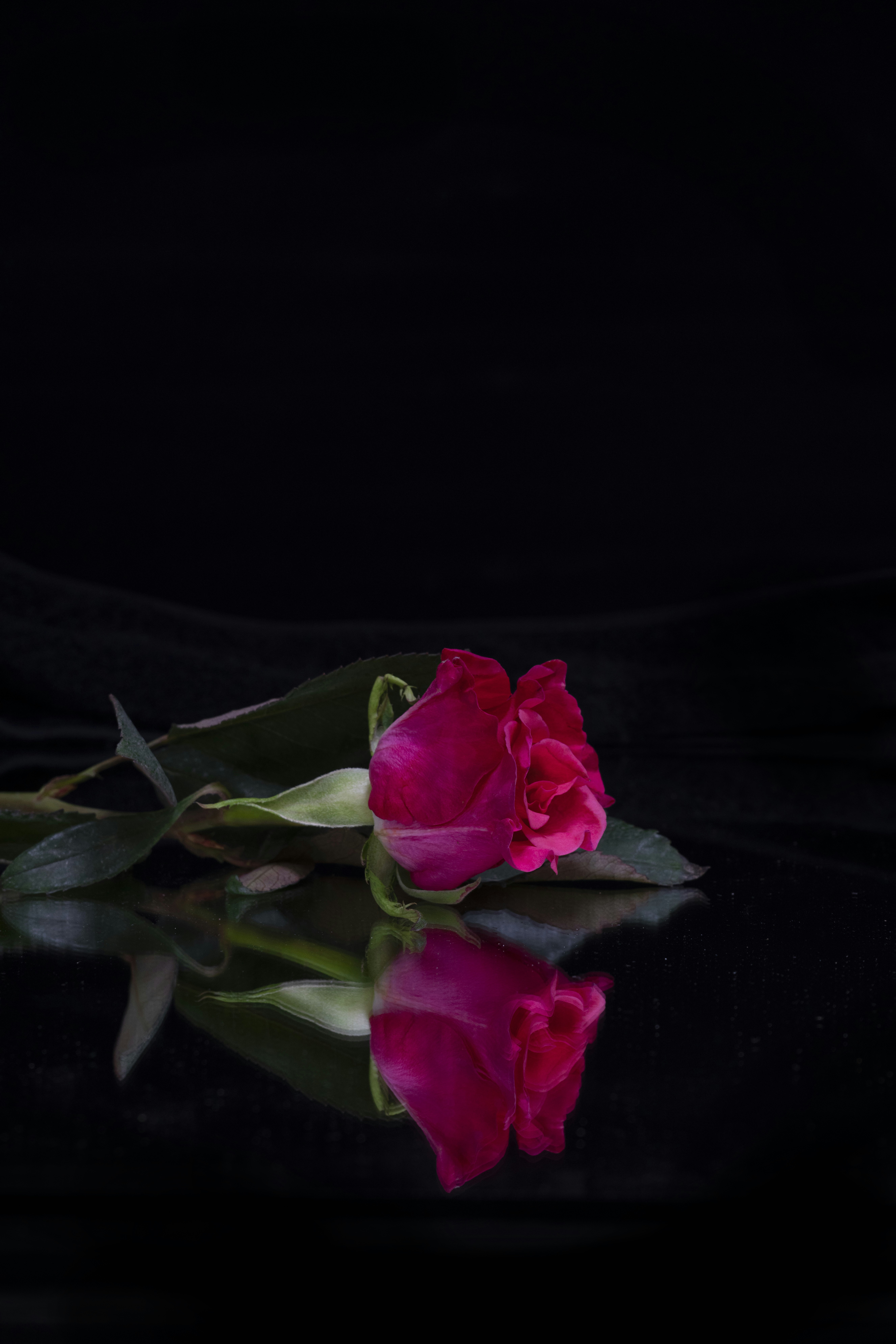 満開のピンクのバラのクローズ アップ写真の写真 Unsplashで見つける薔薇の無料写真