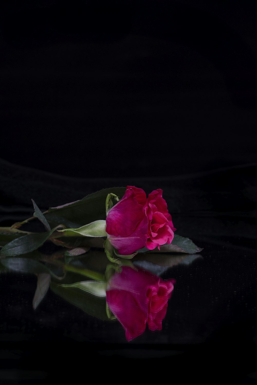 rosa rosa in fiore foto ravvicinata