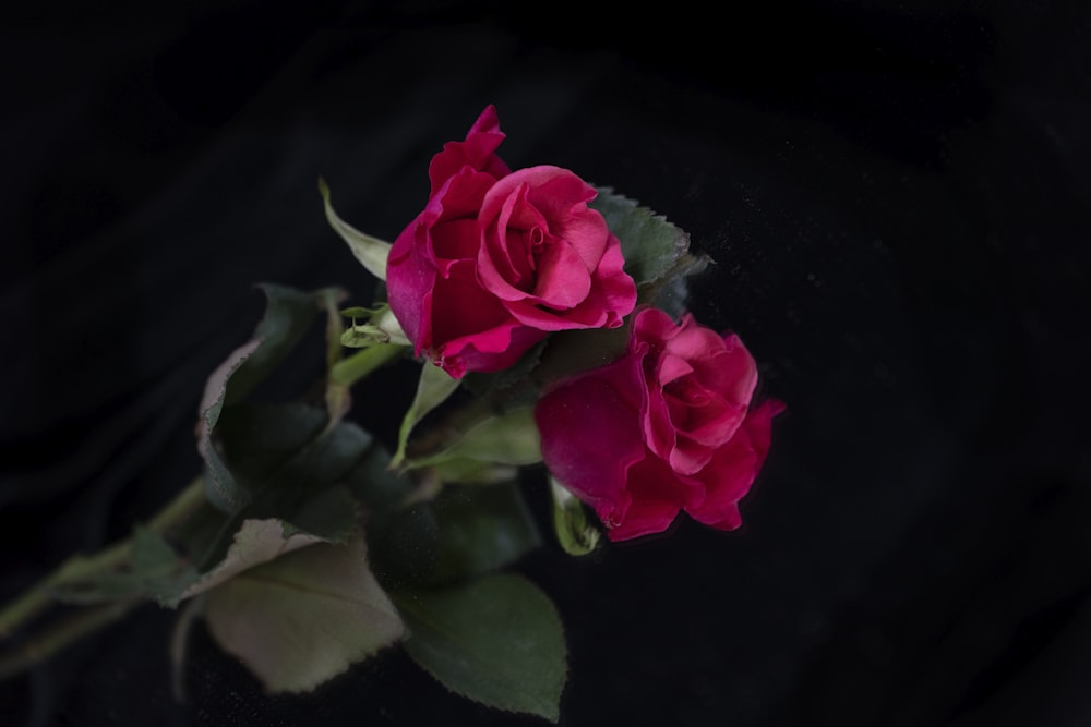 pink rose in bloom close up photo